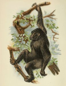 Handbook_to_the_Primates_Plate_40