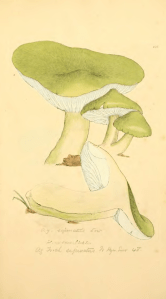 Coloured_Figures_of_English_Fungi_or_Mushrooms_-_t._126