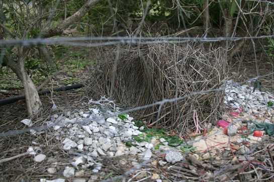 wikimedia commons pd