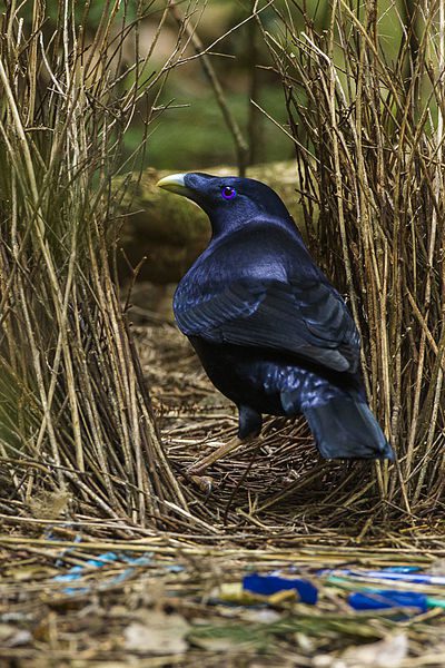 Satin_Bowrebird_at_bower_-_Lamington_NP_-_Queensland_S4E6766_(22307320986)